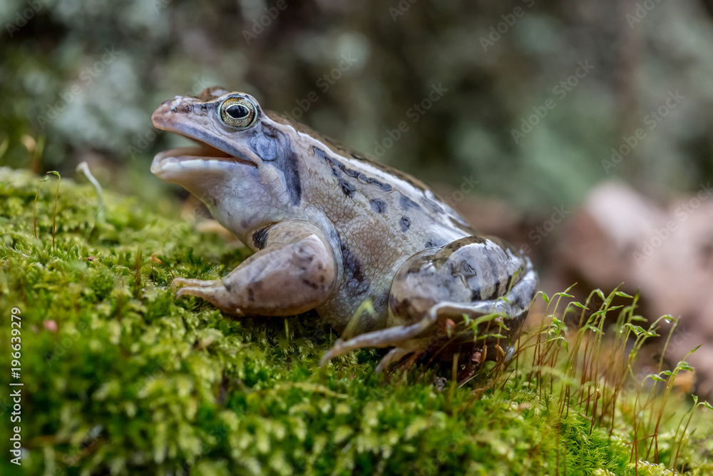 Fototapeta premium Moor frog - Rana arvalis