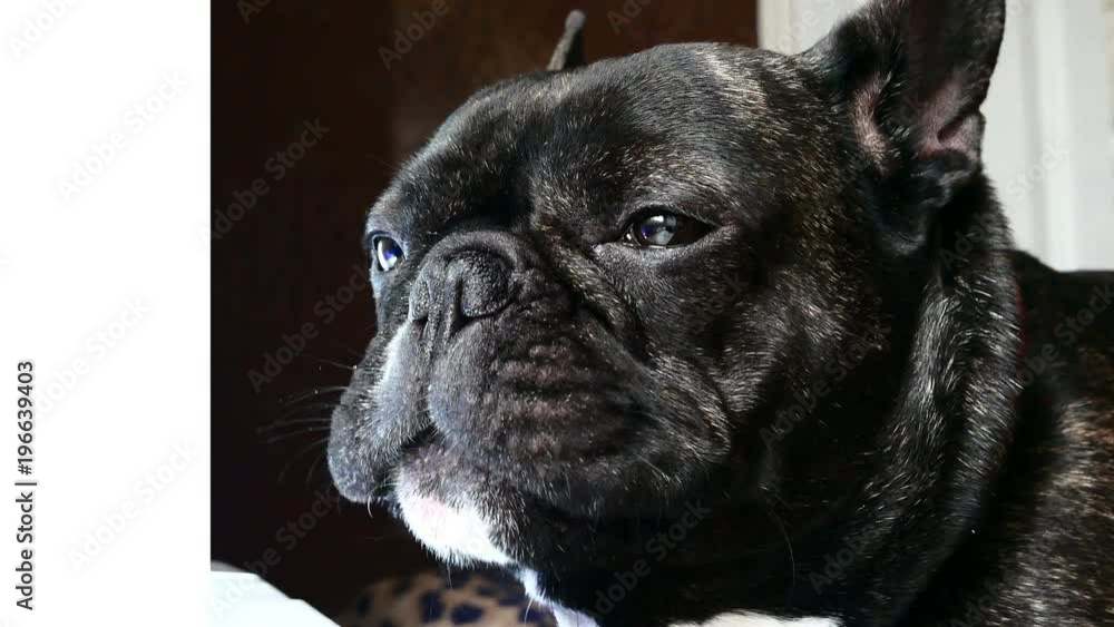 dog breed French bulldog sad howls dog breed French bulldog sad howls