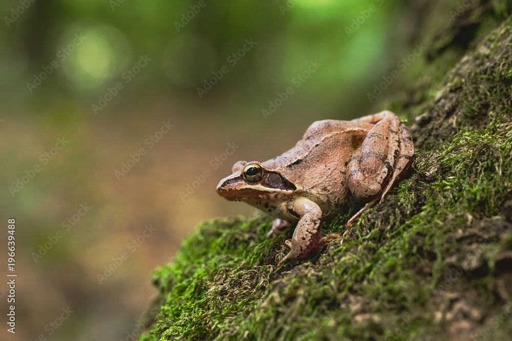 Obraz premium Frog in grass (Rana dalmatina)