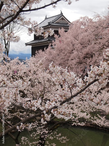 古城の桜 © oasisoasis