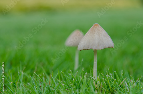 Tiny Mushrooms on Lawn