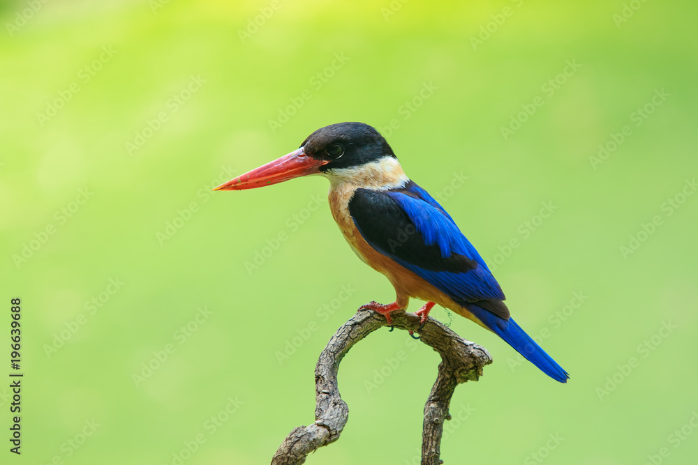 Black-capped Kingfisher (Halcyon pileata)