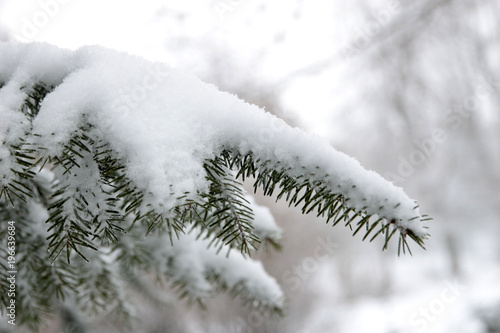 wint frosty  spruse brunch