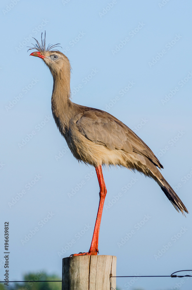 Obraz premium Red-legged Seriema perched
