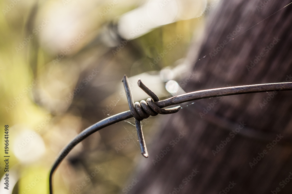 Barbwire Barbwire