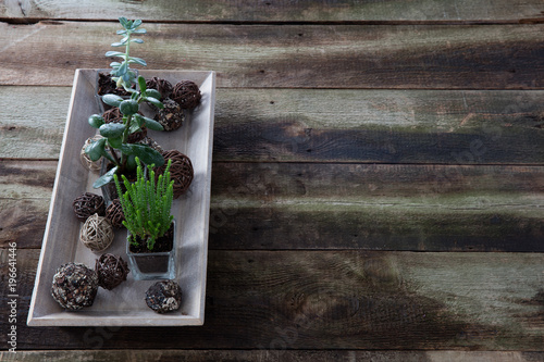 rustic green succulent plants on retro wooden table, copy space