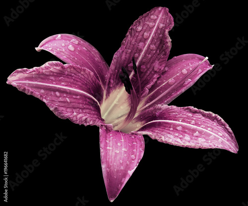 Pink-white flower  lily on the black isolated background with clipping path  no shadows. Lily after the rain with drops of water on the petals. Closeup.  Nature. photo