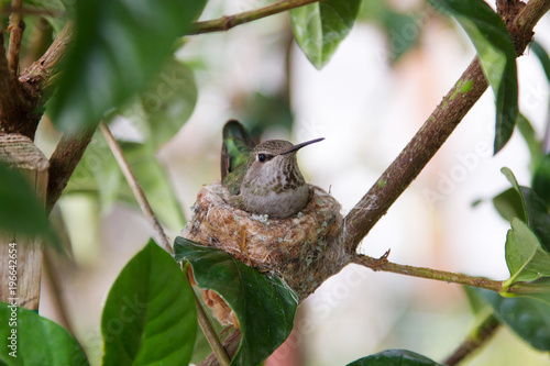 Anna's Hummingbird Mother Sitting On Nest