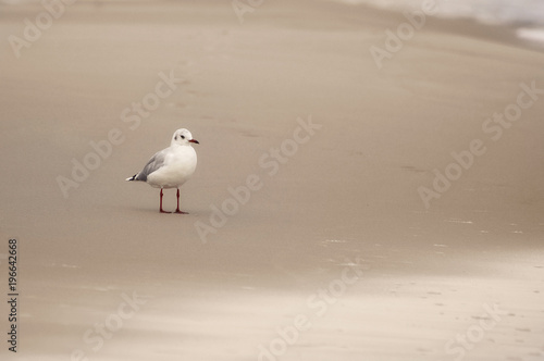 Mewa stojąca na piasku, plaża w pochmurny dzień, Morze Bałtyckie