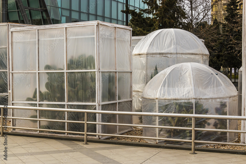 Measures to protect heat-loving plants in winter. Device greenhouses made of polyethylene to protect the cacti from the cold wind. Baku, Azerbaijan Measures to protect heat-loving plants in winter. Device greenhouses made of polyethylene to protect the cacti from the cold wind. Baku, Azerbaijan