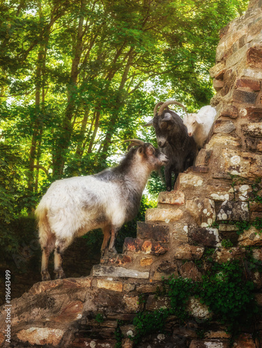 Ziegenfamilie Ziegenbock Ziege Geiß und Ziegenkitz beim klettern - Goat family goat and goat kid climbing