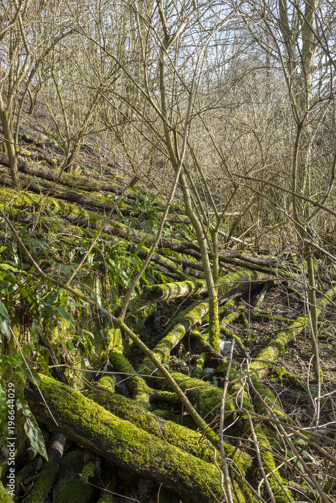 Cut down trees Cut down trees