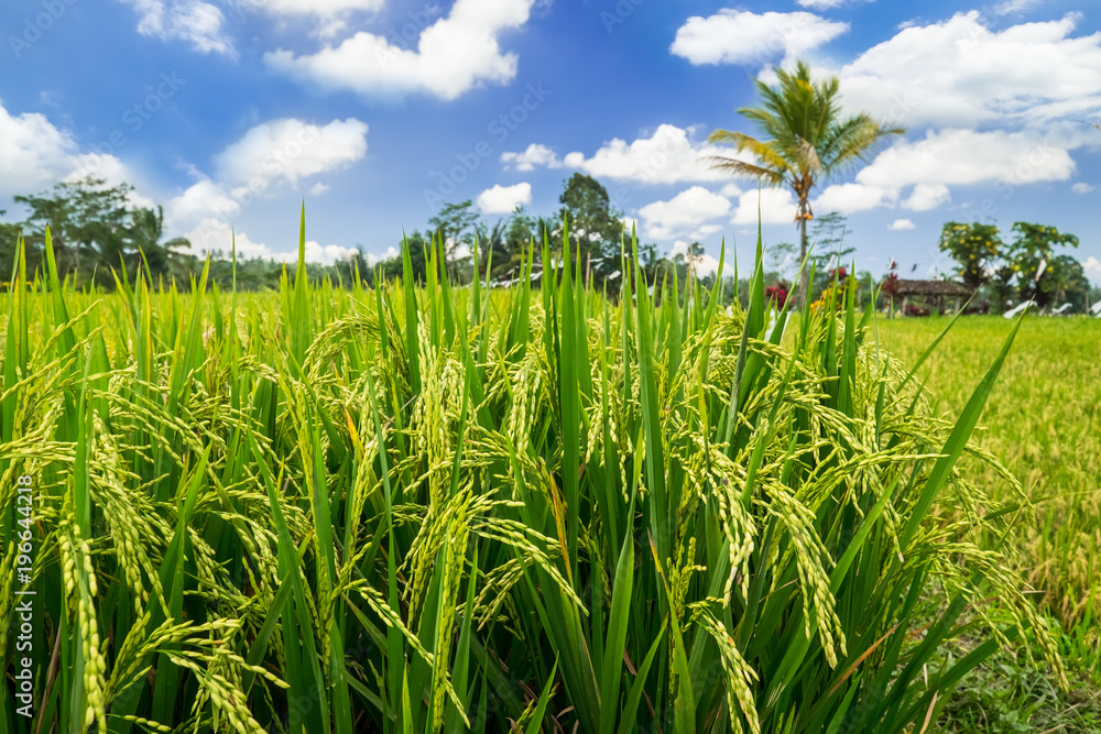 Green rice ears ripening on field surrounded by dense jungle under blue sky near Balinese village. Indonesia traditional agriculture Green rice ears ripening on field surrounded by dense jungle under blue sky near Balinese village. Indonesia traditional agriculture