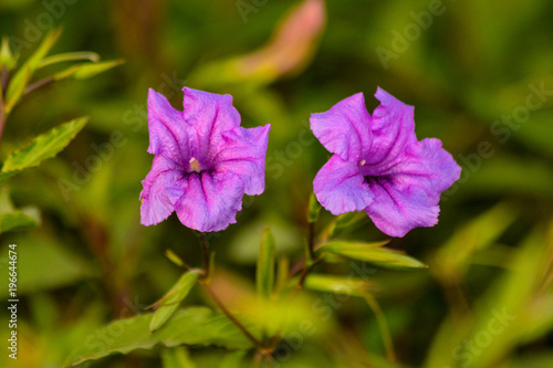 two parple flower togther