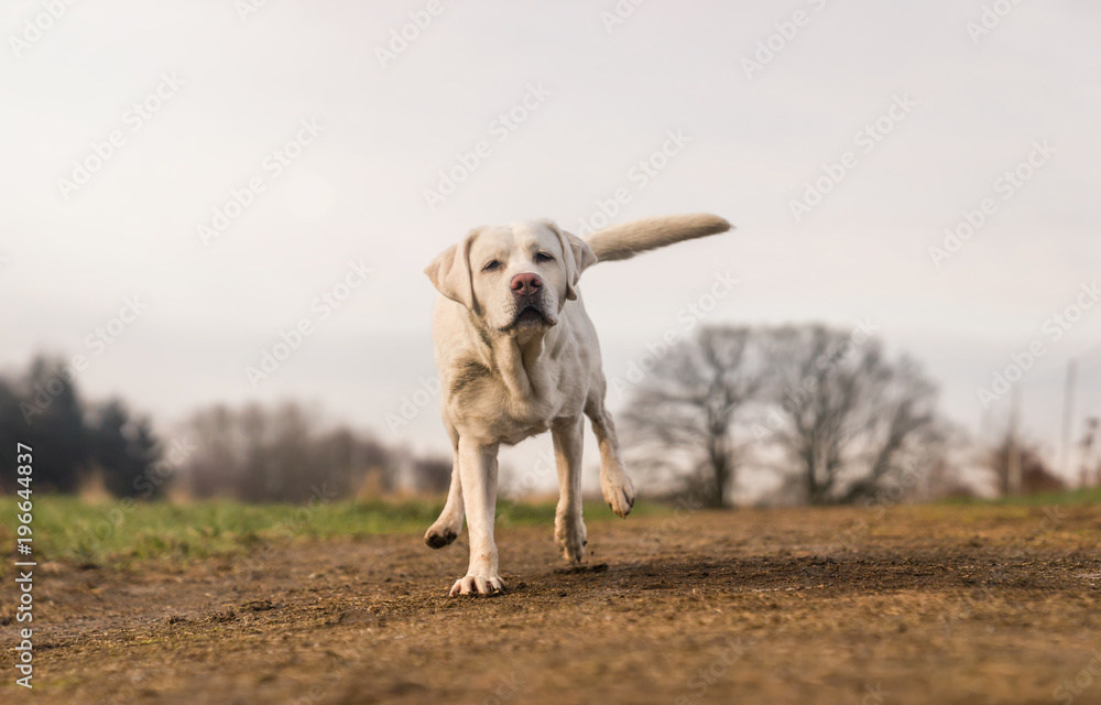young cute purebred labrador retriever dog puppy running on a meadow with copy space