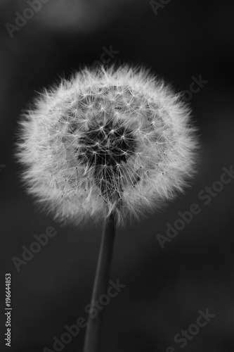 Black and white photo of dandelion close-up.