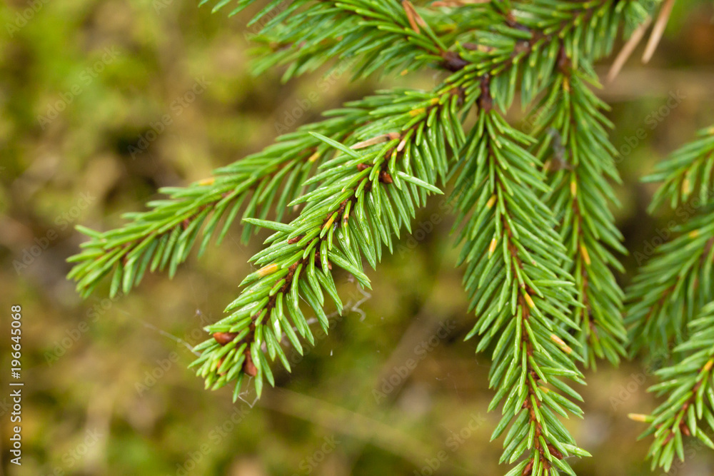Green spruce branch with web close-up. Green spruce branch with web close-up.