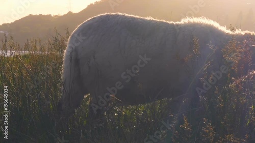 Sheep in a field near Loch Awe and Kilchurn Castle in Scotland at Sunset