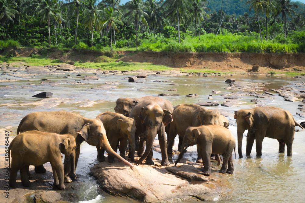 Big Asian elephants. Wild nature of Sri Lanka Big Asian elephants. Wild nature of Sri Lanka