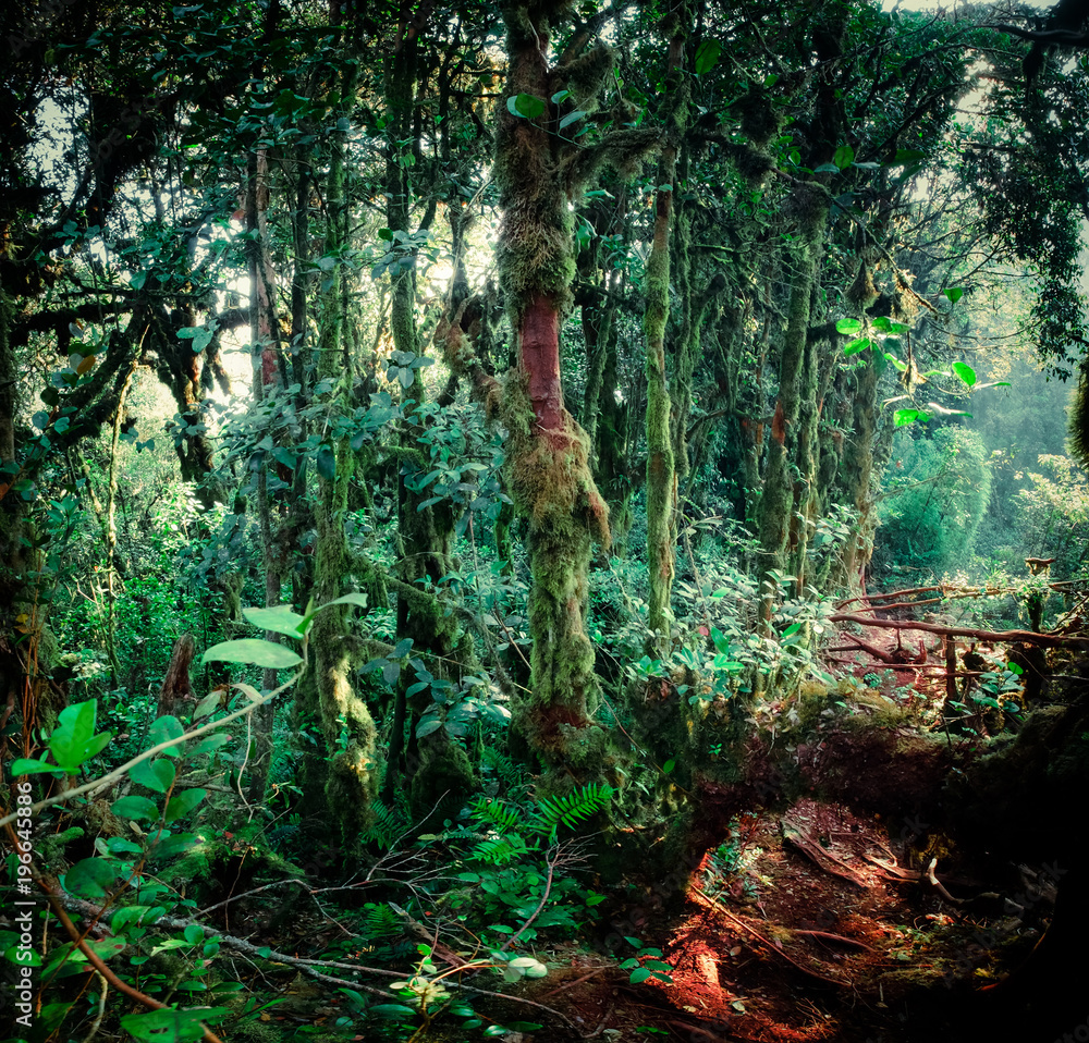 Fototapeta Surrealistyczna magia dzikiego lasu. Pochyły pień drzewa i korzenie porośnięte gęstym zielonym mchem na tle wysokich pędów egzotycznej rośliny. Bujna roślinność tropikalnego lasu deszczowego.