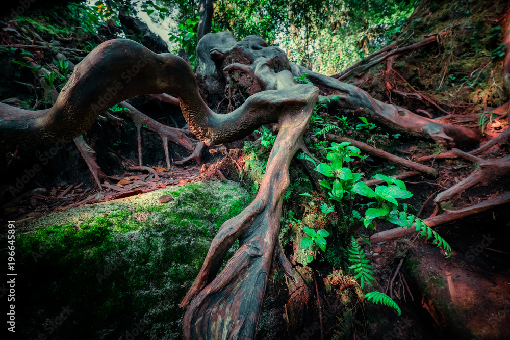 Tropical Rainforest Roots