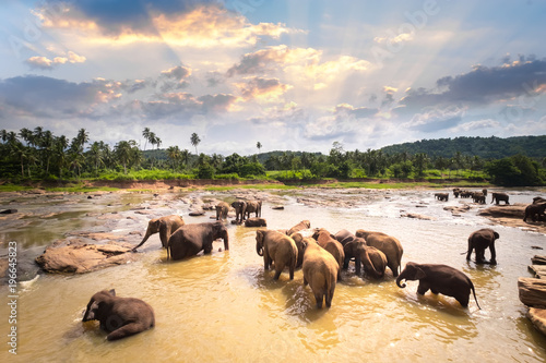 Canvas Print Big Asian elephants relaxing and bathing in the river under sunset sky