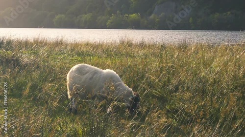 Sheep in a field near Loch Awe and Kilchurn Castle in Scotland at Sunset