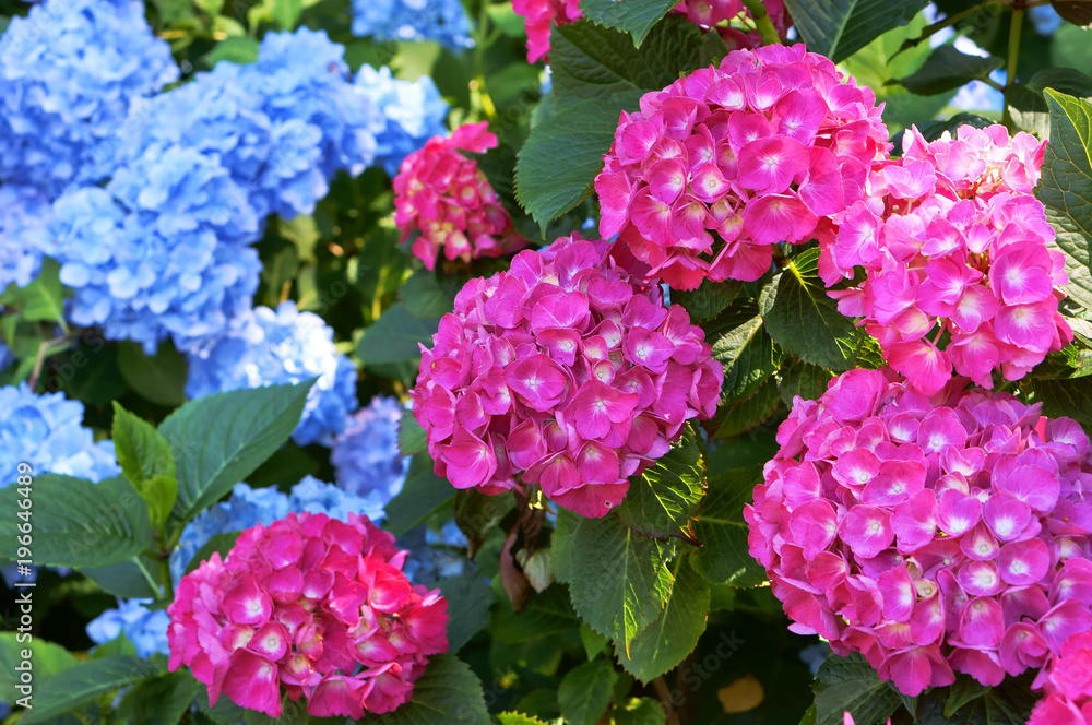Hydrangea pink and cyan. Bushy shrub with huge caps of flowers. Blue and pink inflorescences on bushes. Hydrangea pink and cyan. Bushy shrub with huge caps of flowers. Blue and pink inflorescences on bushes.