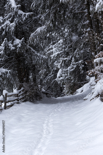 Snow covered trail in the forest with branches along the path