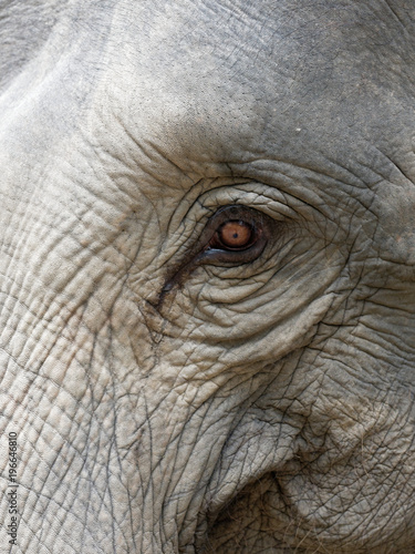 Close up shot of elephant's eye with parts of head, ear, neck, and trunk with natural wrinkled texture show concept of loneliness, tiredness, and hopeless