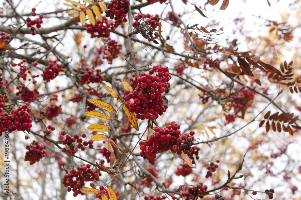 Ashberry on sky background close-up in autumn. Ashberry on sky background close-up in autumn.