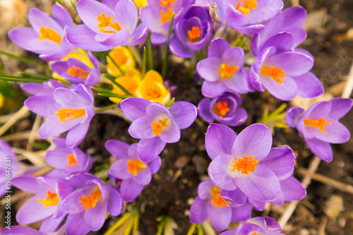Purple Crocuses on a meaodw in spring