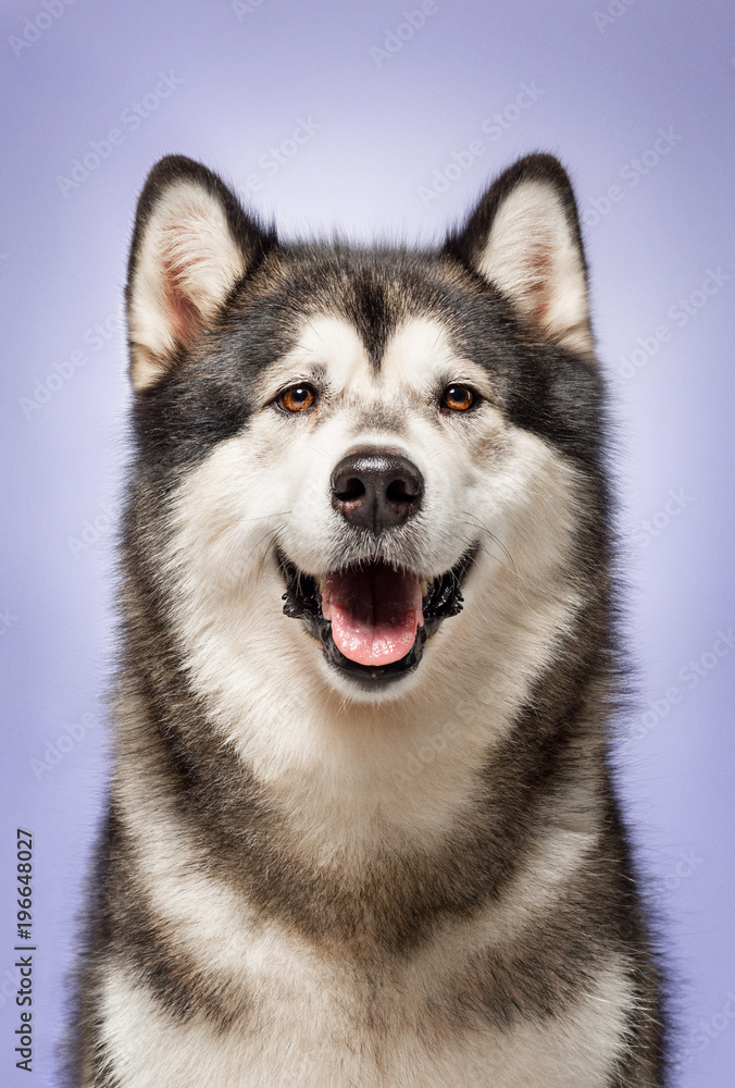 Alaskan Malamute, 2 years old, sitting in front of lilac background