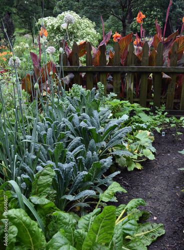 Small pretty vegetable garden with kale and greens.