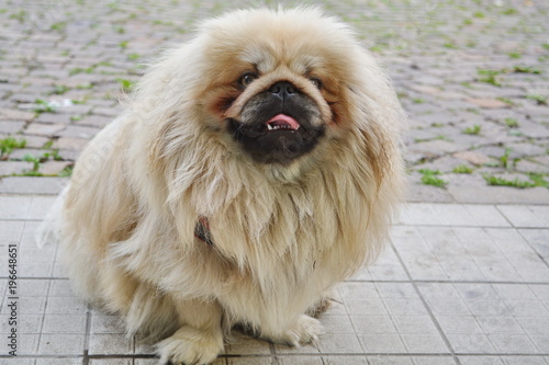 Il mio bellissimo cane Pechinese Simba photo