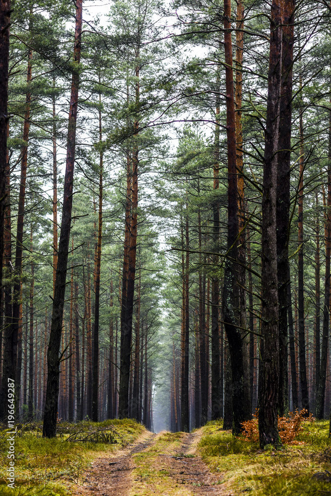 Fototapeta premium Road in the forest on a foggy day, mysterious forest.