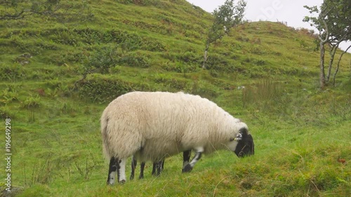 Sheep grazing in Fairy Glen, Isle of Skye, Scotland
