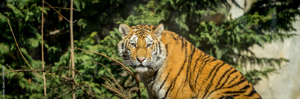 Obraz premium Tiger Panorama