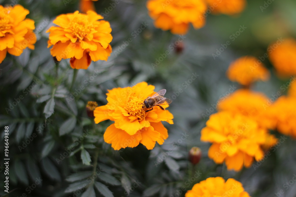 Bee and Colorful Flowers Bee and Colorful Flowers
