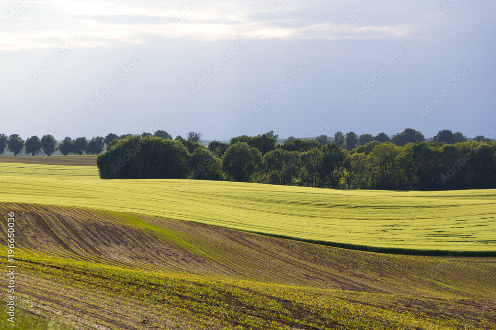 Farm fields of crops on spring time. Country side with grain agriculture on cloudy background. 