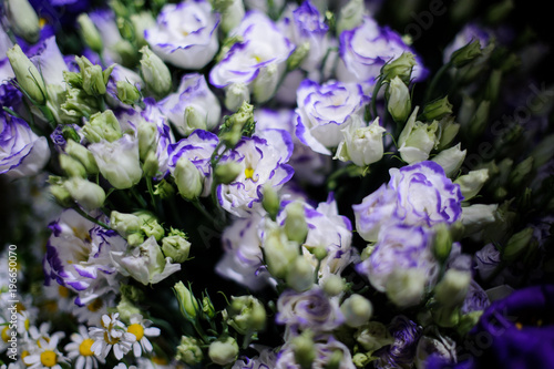 Macrophotography of tender blue and white flowers with unopened buds