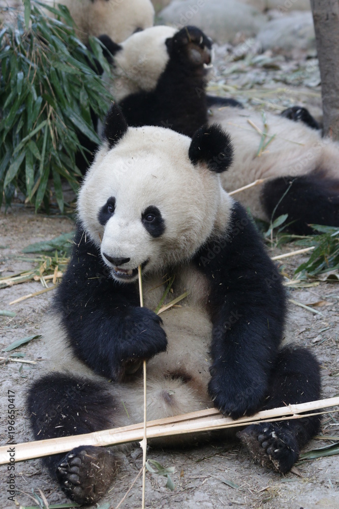 Fototapeta premium Giant Panda Eats Bamboo, Chengdu, China