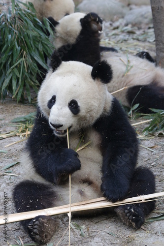 Fototapeta Naklejka Na Ścianę i Meble -  Giant Panda Eats Bamboo, Chengdu, China
