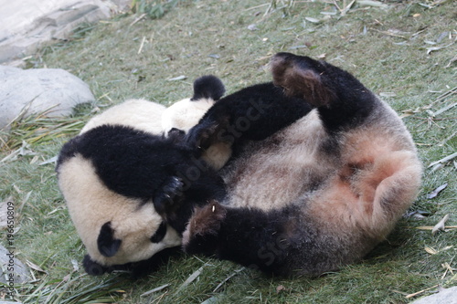 Fototapeta Naklejka Na Ścianę i Meble -  Mother Panda is Playing Fighting with her Cub, Chengdu, China