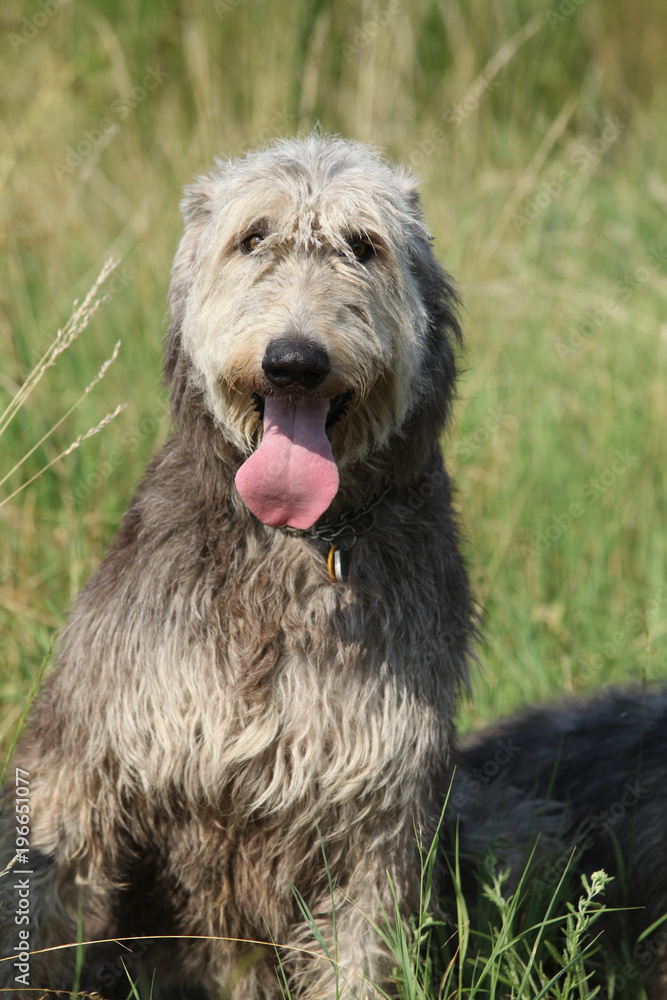 Portrait of amazing irish wolfhound