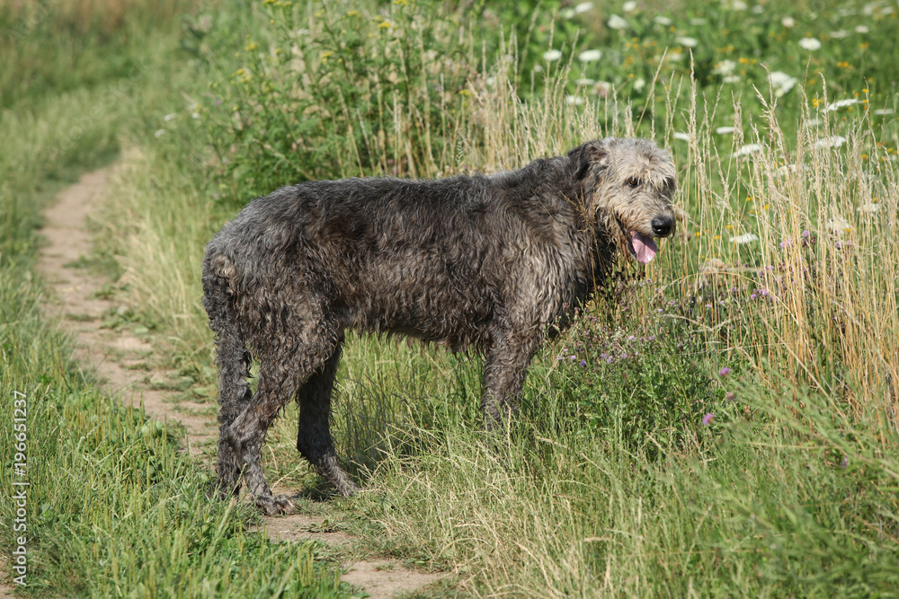 Amazing irish wolfhound standing in nature Amazing irish wolfhound standing in nature