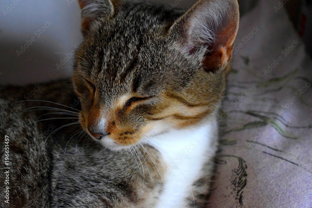 Tabby cat with closed eyes
