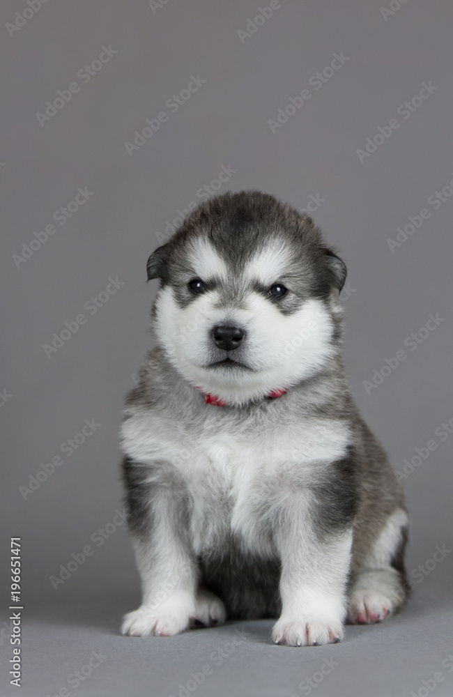 Alaskan malamute puppy in studio posing. Grey studio background. Alaskan malamute puppy in studio posing. Grey studio background.