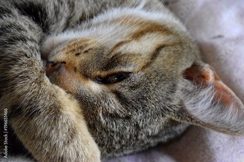 Half-sleeping tabby cat