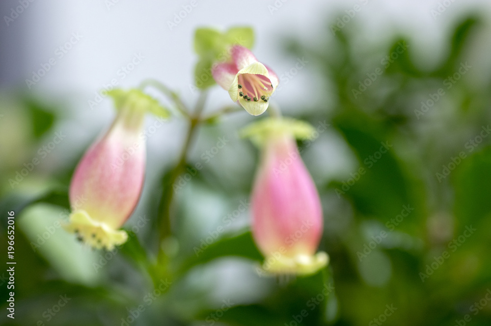 Fototapeta premium Kalanchoe porphyrocalyx in bloom, succulent flowering plant with flowers bell shaped, pink and yellow flowers on stem